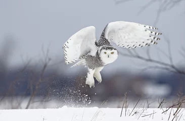 Wall murals Owl Snowy owl (Bubo scandiacus) lifts off to hunt over a snow covered field in Canada