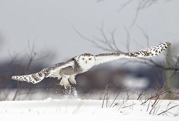 Fototapeta premium Sowa śnieżna (Bubo scandiacus) wyrusza na polowanie na zaśnieżonym polu w Kanadzie