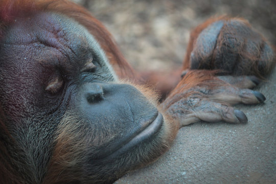 Ritratto di una femmina di orangotango dall'espressione un po' triste 
