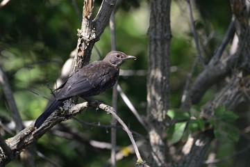A Blackbird (Turdus merula), Crete