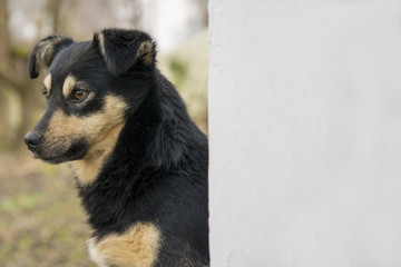 Cute mongrel dog outdoors. Closeup of black mixed breed doggy near wall background.