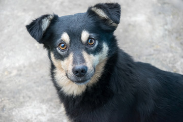 Closeup portrait of cute mongrel dog looking in camera. Adorable black puppy.