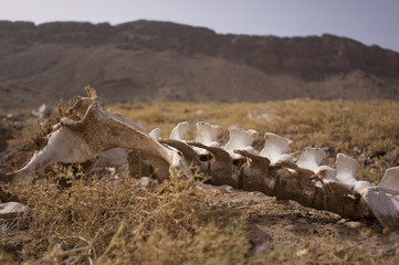 Camel bones on desert in Morroco - obrazy, fototapety, plakaty