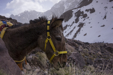 Mule in mountains in Morroco.