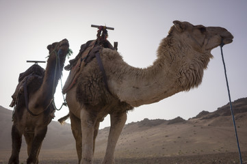 Camels on desert - obrazy, fototapety, plakaty
