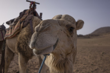 Camel - wielbłąd na pustyni. - obrazy, fototapety, plakaty
