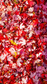 Autumn Leaves, Lake Placid, New York, USA