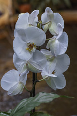 a branch of Orchid Phalaenopsis with beautiful flowers