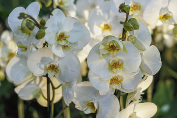 Giant Phalaenopsis closeup in the rays of the bright spring sun