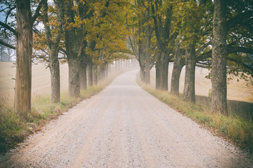 Fototapeta premium Perspective country winding dusty dirt road at Summer day with green trees at side. Vintage grainy film effect.