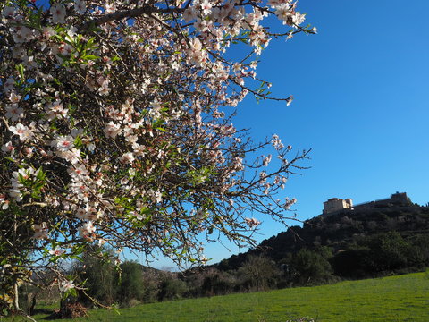 Mandelbl&uuml;te auf Mallorca