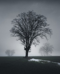 Three Misty Trees