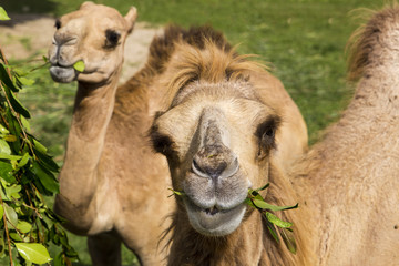 beautiful camels with a happy face in the contact zoo