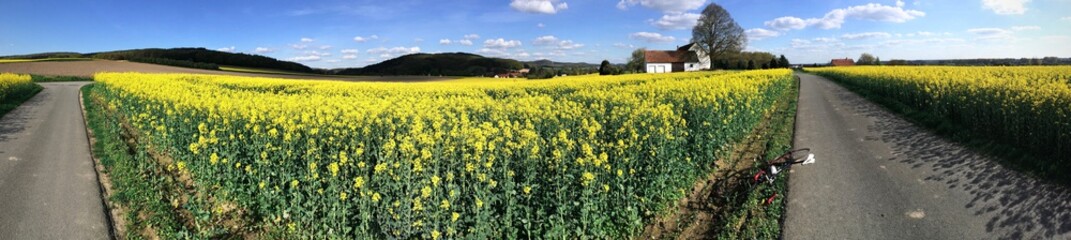 Fototapeta premium panorama of rapeseed field