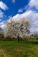 Naklejka premium Einzelner Kirschbaum in voller Blüte