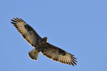 Common Buzzard (Buteo buteo), Greece