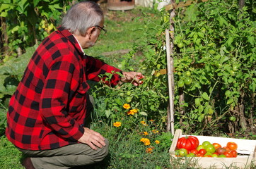 récolte de tomates au potager - retraité heureux