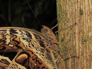 borboleta © TiagoHorwarth