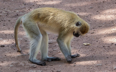A black faced vervet monkey sits on a dirt road in Tanzania, Serengeti. Cercopithecus aethiops.