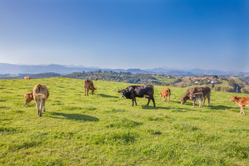 herd of brown and black cows grazing grass in the countryside of mountains in Cantabria, Spain, Europe. One looking at
