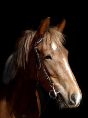 Obraz na płótnie Canvas Chestnut Horse Head Shot