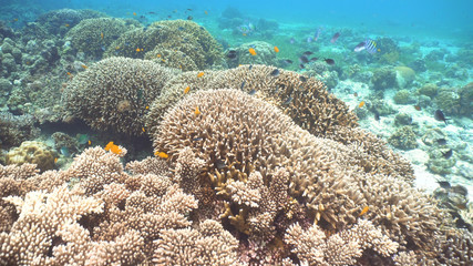 Naklejka na ściany i meble Fish and coral reef. Tropical fish on a coral reef. Wonderful and beautiful underwater world with corals and tropical fish. Hard and soft corals. Diving and snorkeling in the tropical sea. Travel