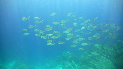 Shoal Fish in ocean. Tropical fish in the blue water. Wonderful and beautiful underwater world. Diving and snorkeling in the tropical sea. Philippines.