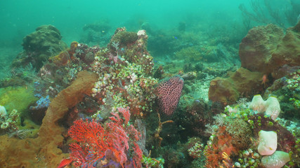 Fototapeta na wymiar Moray eel on coral reef. Underwater world with corals and tropical fish. Diving and snorkeling in the tropical sea. Travel concept. Bali,Indonesia.