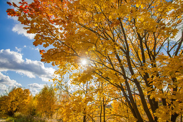 Fototapeta na wymiar Beautiful autumn trees, on a sunny day