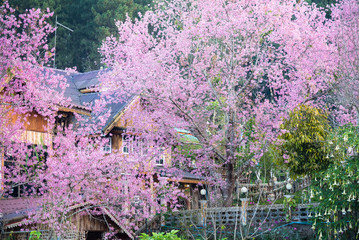 Beautiful pink cherry blossom soft focus.Vivid color of Cherry Blossom or pink Sakura flower flowering once a year at Pu lom lo Thailand.
