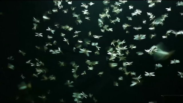 Footage Mayfly playing light in black background.
