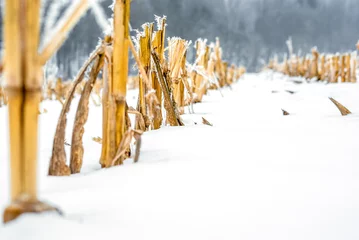 Fotobehang Maïsstengels snijden op een besneeuwd veld © romankrykh