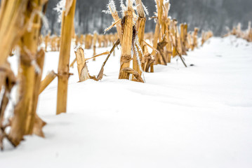Cut corn stalks on a snow-covered field © Todayphoto