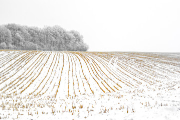 edge of the forest is covered with hoarfrost. The snow-covered field of the harvested crop. © Todayphoto