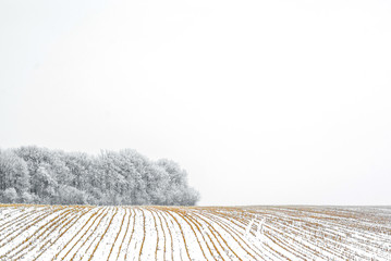 edge of the forest is covered with hoarfrost. The snow-covered field of the harvested crop. © Todayphoto