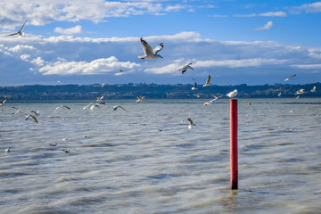 Seagull on red stake, Rotorua lake, New Zealand