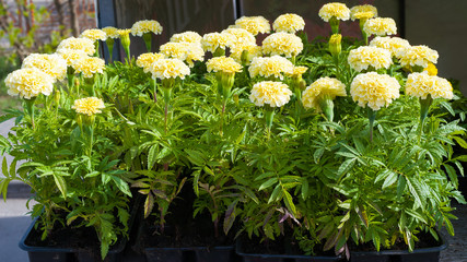  Seedlings of marigold flowers in plastic pots. The picture aspect ratio is 16: 9 
