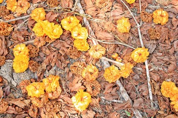 The area is filled with red leaves and fallen yellow flowers.