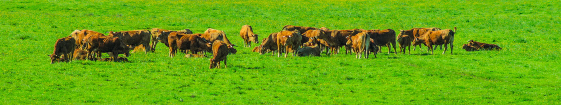 Panorama einer Wiese mit saftigem Gras und weidenden K&uuml;hen - Panorama of a meadow with lush grass and grazing cows