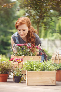 Woman planting pink flowers