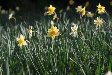 Field of Yellow and white daffodils in bloom. background with copyspace.