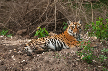 Fototapeta na wymiar tiger sitting in indian forest