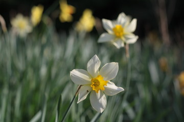 Yellow and white daffodils in meadow, background with copyspace.