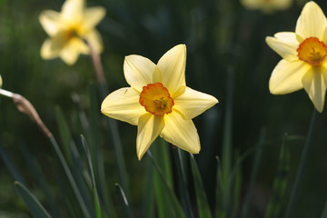 Yellow and white daffodil flower close up in green field background.