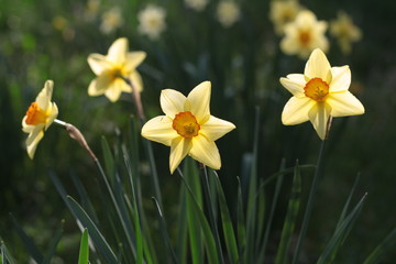 Bunch of Yellow and white daffodils in green meadow, background or wallpaper.