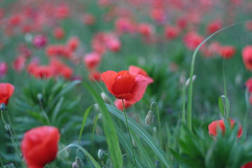 Poppy field background, wallpaper. Poppies flowers.