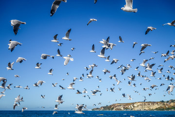 Seagulls on Kaikoura beach, New Zealand
