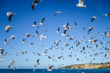 Poster Seagulls on Kaikoura beach, New Zealand © daboost