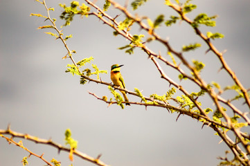 Hummingbird sitting on a black acacia branch in the savannah of Masai Mara Park in northwestern Kenya
