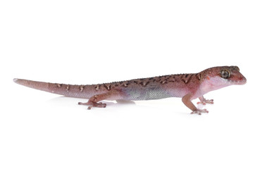Lizard isolated on white background